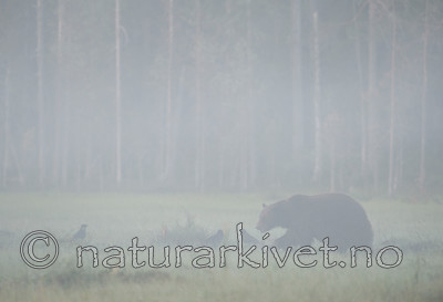 BB 10 0083 / Ursus arctos / Brunbjørn